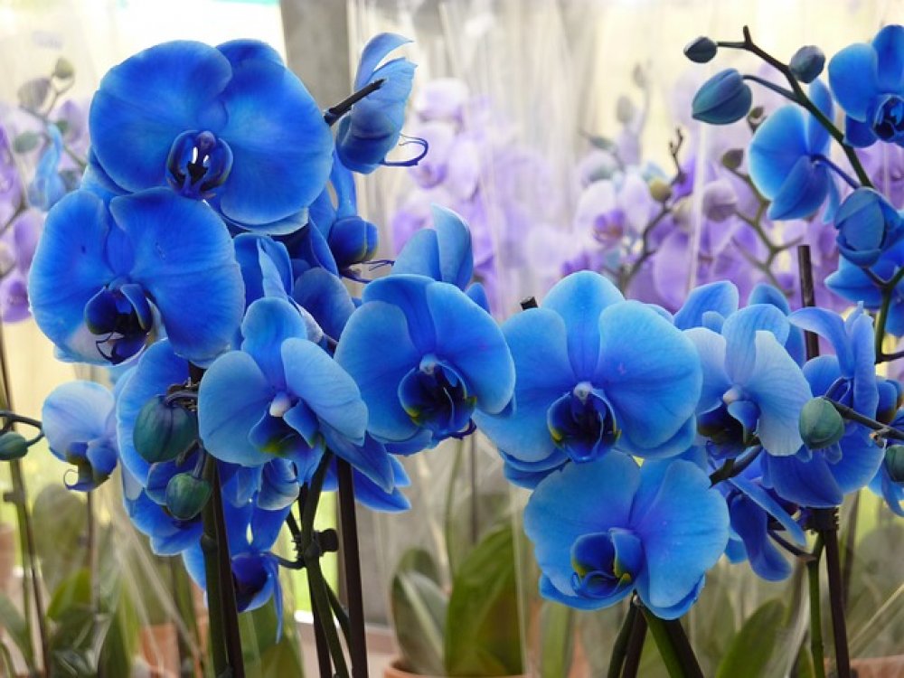 Barvy orchidejí