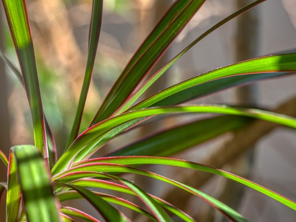 Pokojová rostlina dracena