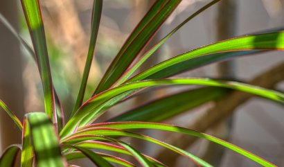Pokojová rostlina dracena