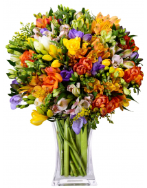 ALSTROMERIE + FREZIE