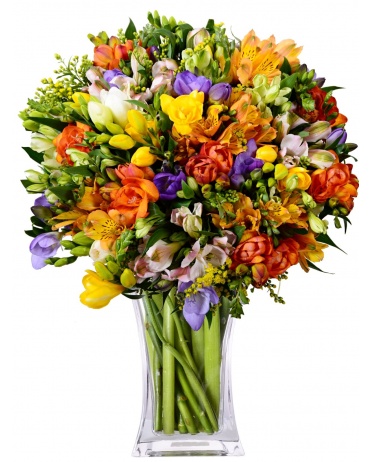 ALSTROMERIE + FREZIE