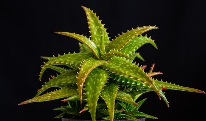 Nejoblíbenější sukulenty do interiéru