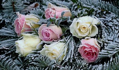 Lednové aranžmá květin