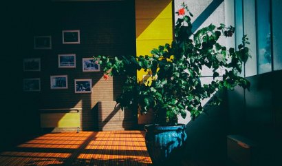 Pojmenováváte své rostliny?