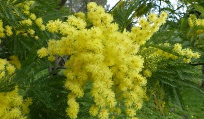 Symbolika květů mimózy