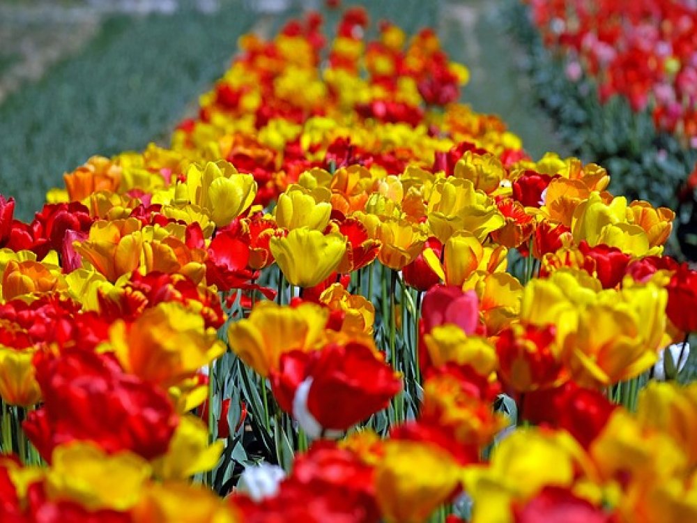 Historie tulipánů