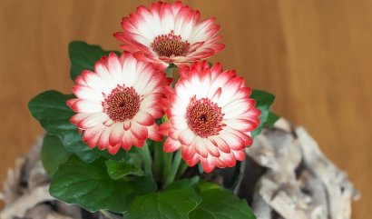 Květiny pro narozeniny v dubnu