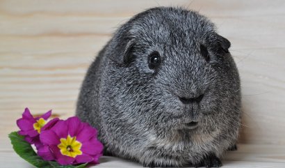 Oblíbené květiny pro vaše mazlíčky