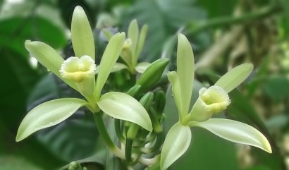 Zajímavosti o vanilce