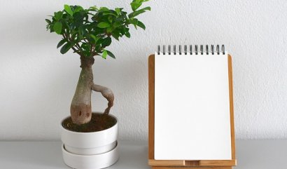 Jak zařadit pokojové rostliny do vašeho bydlení