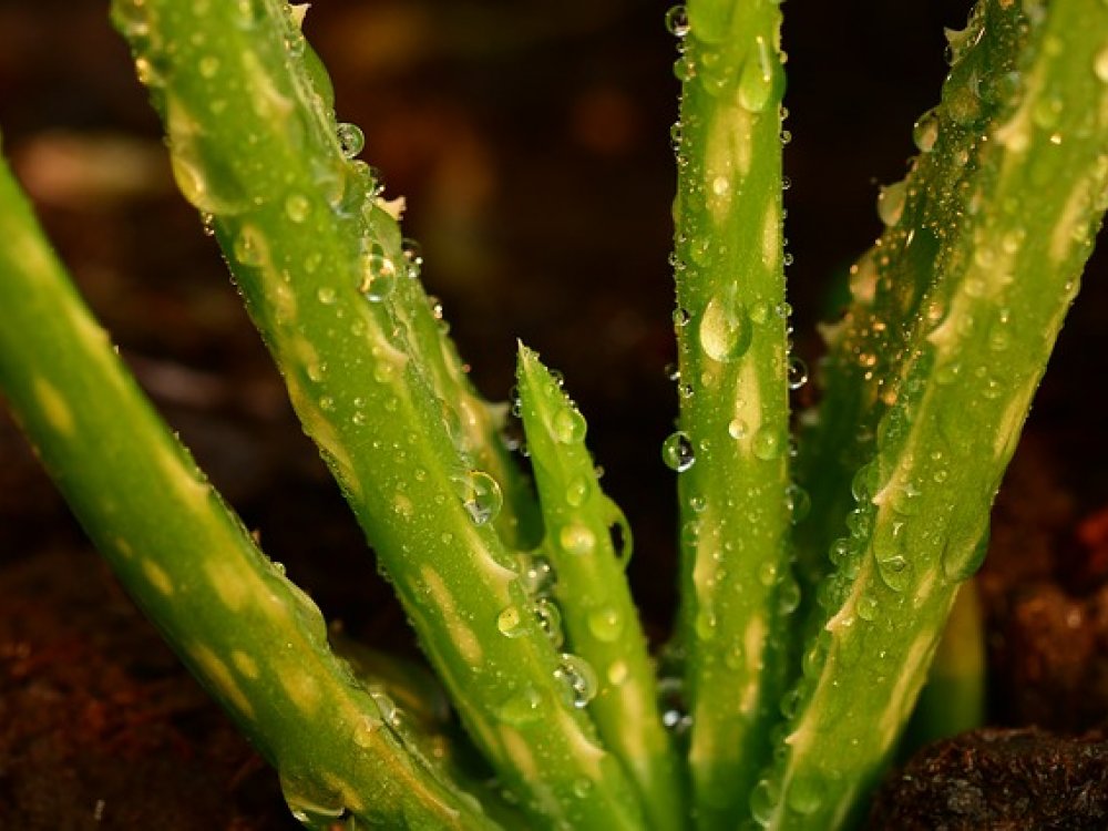 Aloe vera a jeho zázračné využití