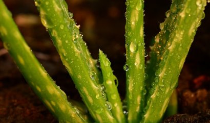 Aloe vera a jeho zázračné využití