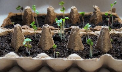 Vysaďte nové sazeničky do kartonu od vajec