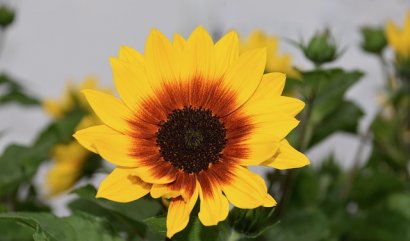 Krásná slunečnice SunBelievable, proč zvolit právě ji?