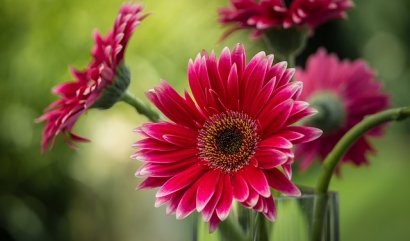 Výživa pro řezané květiny, vytvořte si svou vlastní