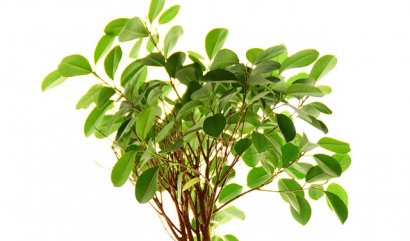 Květiny do domácnosti pro každou osobnost