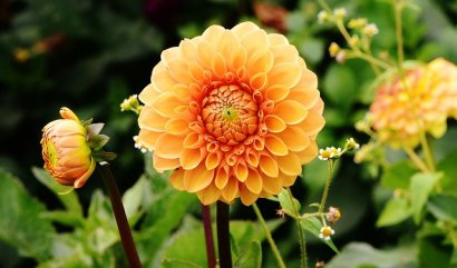 Jiřiny, letní krásky s jedinečným šarmem