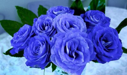 Historie a symbolika nadčasových růží