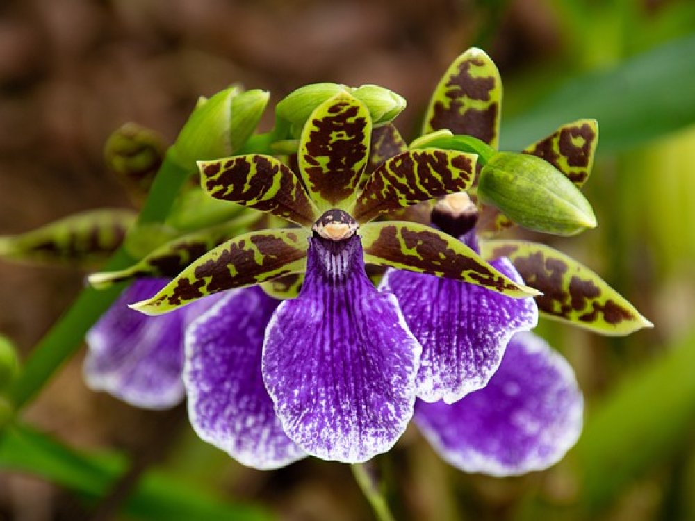 Orchidelirium, posedlost orchideje