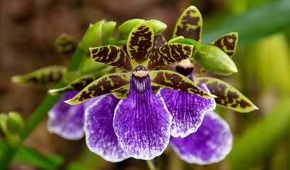 Orchidelirium, posedlost orchidejemi