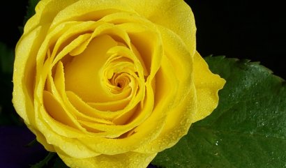 Nejlepší květiny pro blahopřání