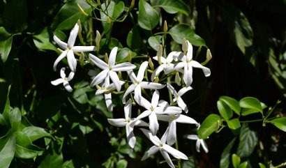 Osm nejlepších rostlin pro vaši ložnici