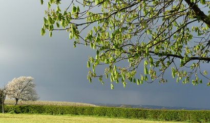 Predikce počasí pomocí rostlin