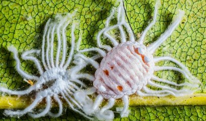 Praktické tipy jak se zbavit vlnatek