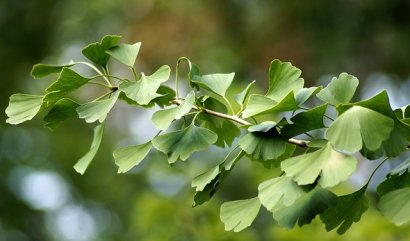 Listy jako dekorace, který strom plodí ty nejkrásnější?