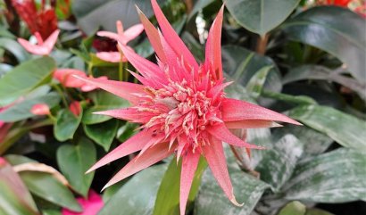 Sedm domácích rostlin, které vám jen tak nezahynou