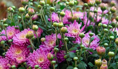 Přezimování chryzantém, jak na to?