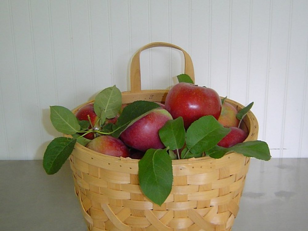 Jak uchovávat zeleninu a ovoce, aby zůstalo čerstvé – průvodce skladováním 1. díl