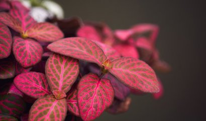 Sedm způsobů, jak zakomponovat rostliny do vašeho domova