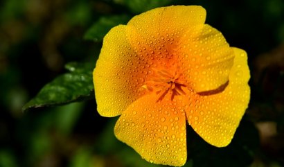 Čtyři bylinky, které vám pomohou k lepšímu spánku