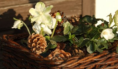 Jak pečovat o vánoční rostliny