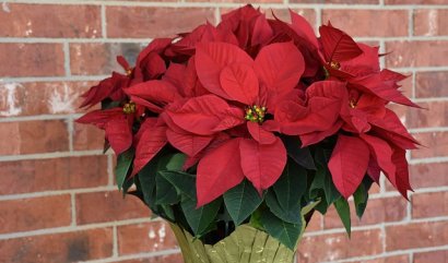 Povánoční péče o pokojové rostliny