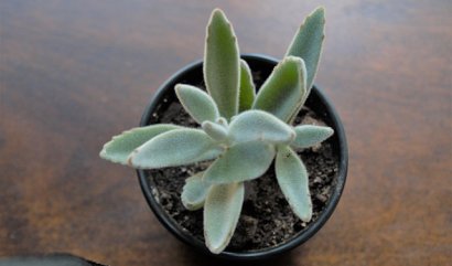 Nejlepší sukulenty do vaší koupelny