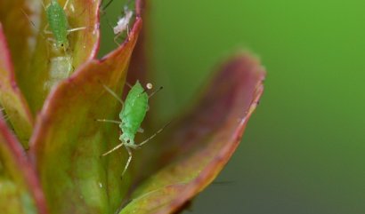 Bezpečné postřiky pro interiérové rostliny