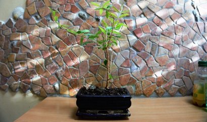 Magická symbolika spojená s bonsajemi