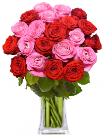 RŮŽOVÉ + ČERVENÉ RŮŽE