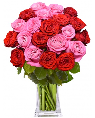 RUŽOVÉ + ČERVENÉ RUŽE