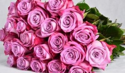 Růže přímo z Ekvádoru zařazeny v naší nabídce rozvozu květin ( více ... )