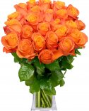 Oranžové růže : Flora květiny