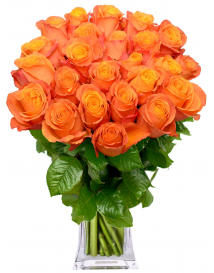 KYTCE ORANŽOVÝCH RŮŽÍ