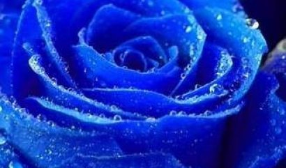 Něco málo o modrých růžích - Modré růže jsou netradiční ( více ... )