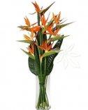 Flower delivery in Prague - Strelitzia