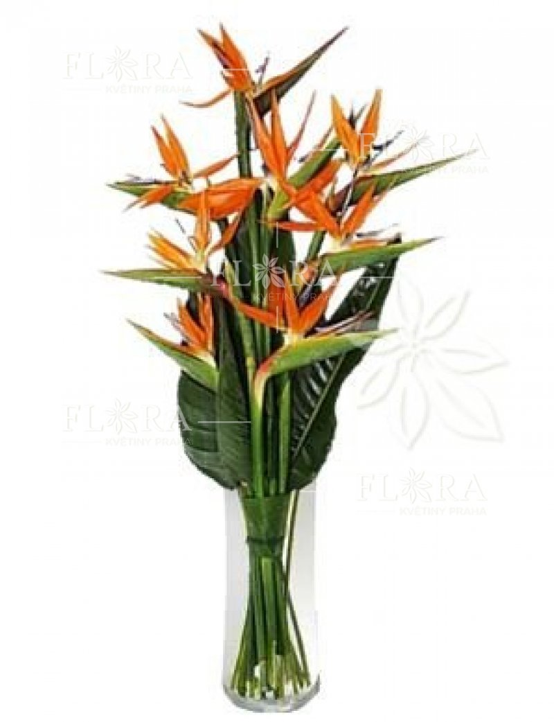 Flower delivery in Prague - Strelitzia